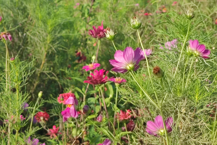 沈阳陵园墓地保护制度